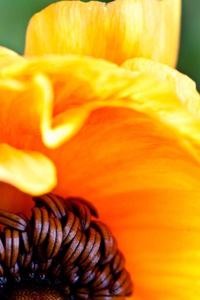 blomme-105